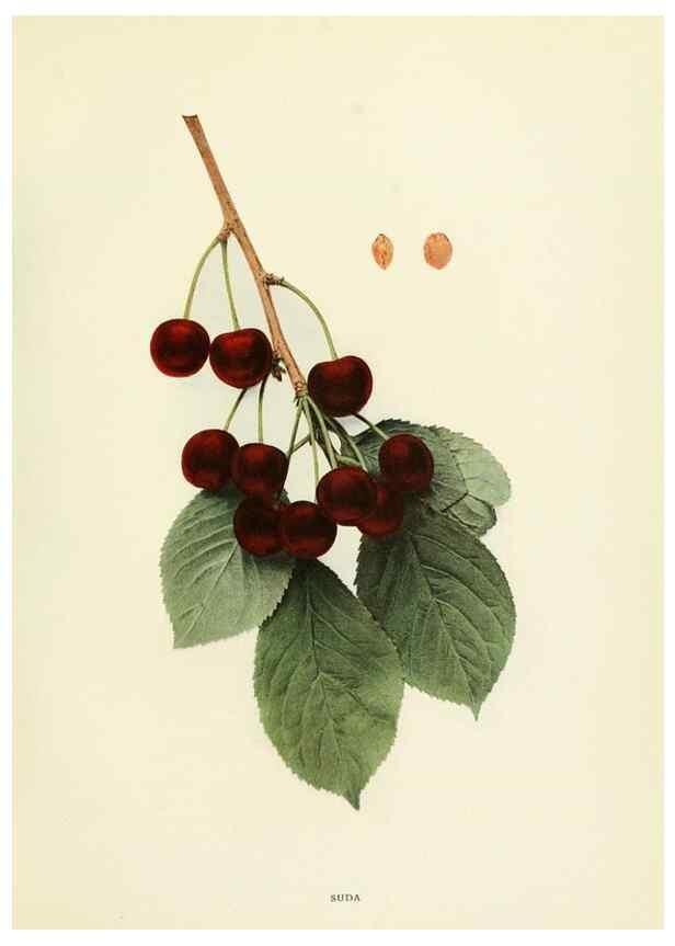 Reproducción/Reproduction 29837711995: The cherries of New York,. Albany,J. B. Lyon company, state printers,1915.