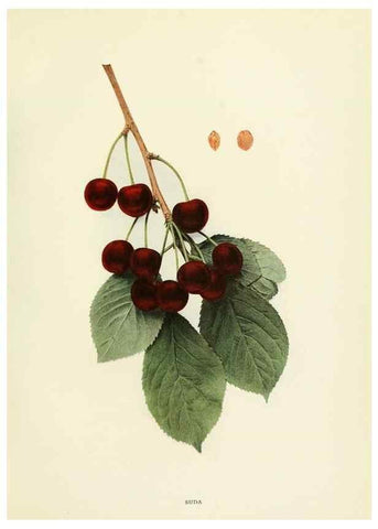 Reproducción/Reproduction 29837711995: The cherries of New York,. Albany,J. B. Lyon company, state printers,1915.