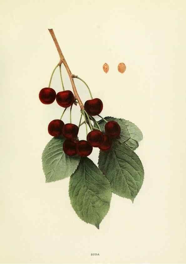 Reproducción/Reproduction 29837711995: The cherries of New York,. Albany,J. B. Lyon company, state printers,1915.