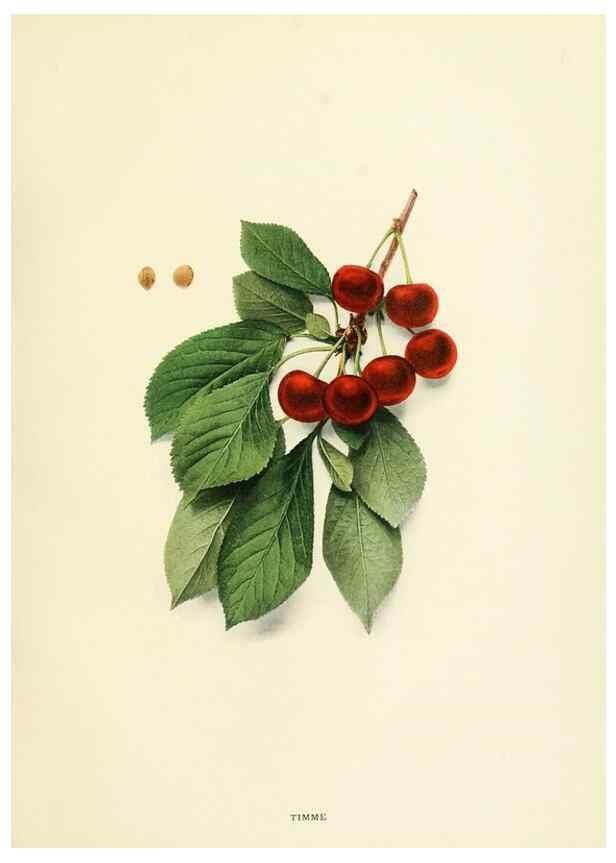 Reproducción/Reproduction 29837714475: The cherries of New York,. Albany,J. B. Lyon company, state printers,1915.