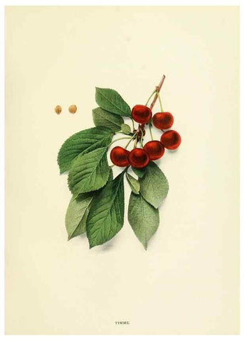 Reproducción/Reproduction 29837714475: The cherries of New York,. Albany,J. B. Lyon company, state printers,1915.