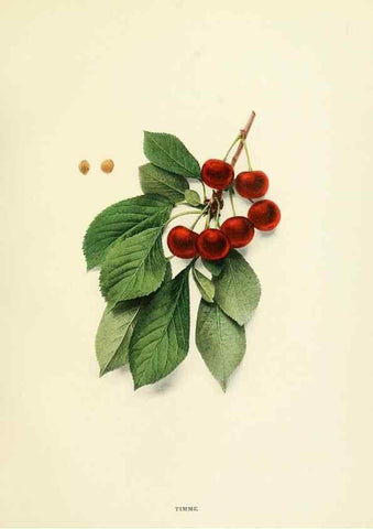 Reproducción/Reproduction 29837714475: The cherries of New York,. Albany,J. B. Lyon company, state printers,1915.