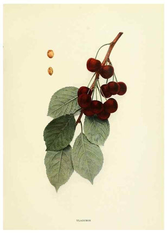 Reproducción/Reproduction 29755131601: The cherries of New York,. Albany,J. B. Lyon company, state printers,1915.