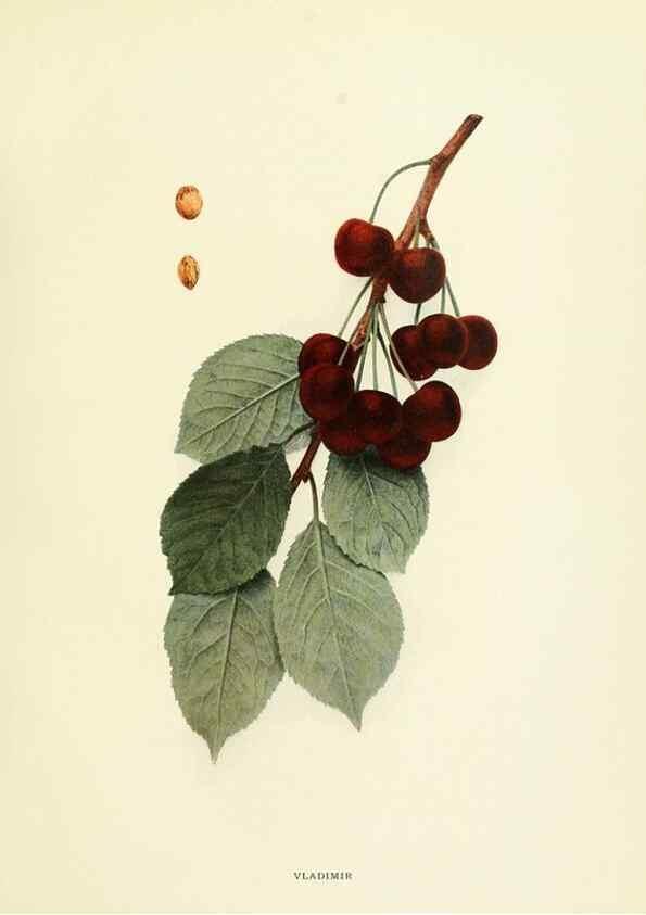 Reproducción/Reproduction 29755131601: The cherries of New York,. Albany,J. B. Lyon company, state printers,1915.