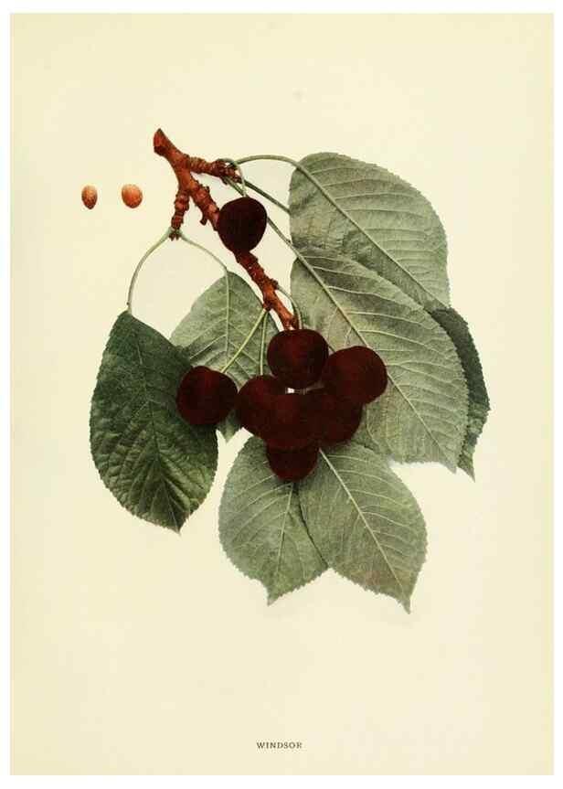 Reproducción/Reproduction 29837719745: The cherries of New York,. Albany,J. B. Lyon company, state printers,1915.