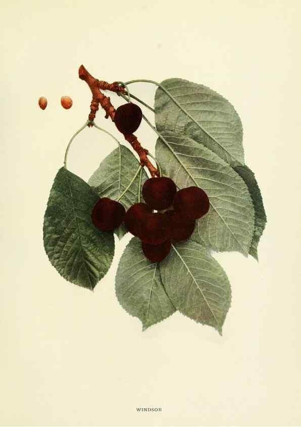 Reproducción/Reproduction 29837719745: The cherries of New York,. Albany,J. B. Lyon company, state printers,1915.