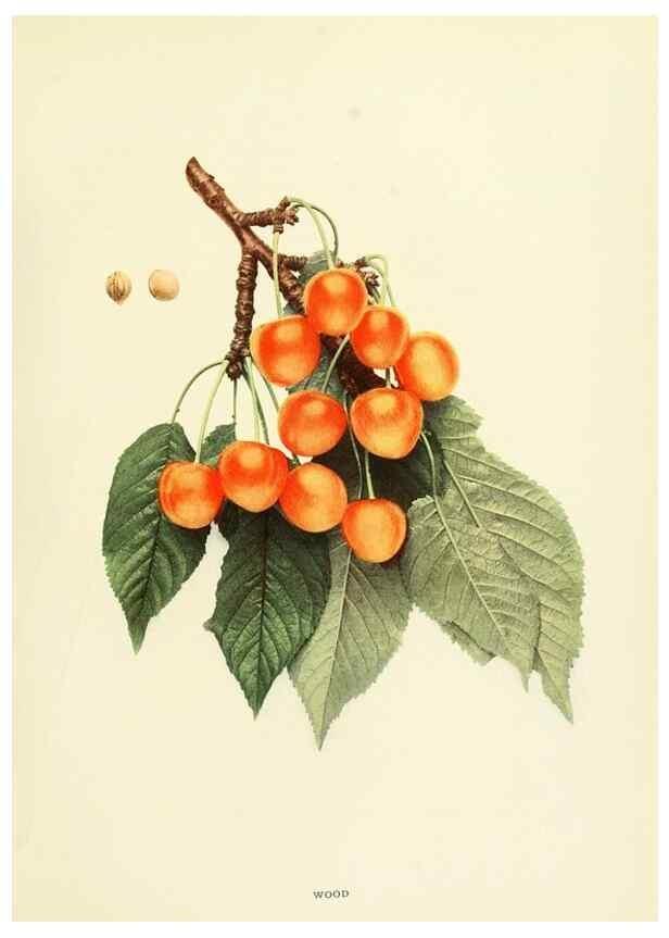 Reproducción/Reproduction 29211696263: The cherries of New York,. Albany,J. B. Lyon company, state printers,1915.
