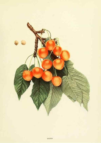 Reproducción/Reproduction 29211696263: The cherries of New York,. Albany,J. B. Lyon company, state printers,1915.