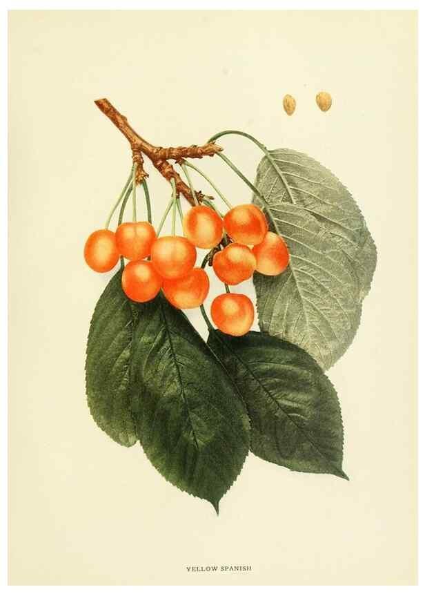 Reproducción/Reproduction 29755139761: The cherries of New York,. Albany,J. B. Lyon company, state printers,1915.