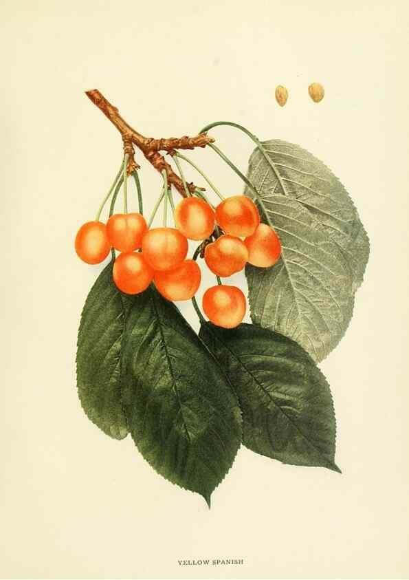 Reproducción/Reproduction 29755139761: The cherries of New York,. Albany,J. B. Lyon company, state printers,1915.