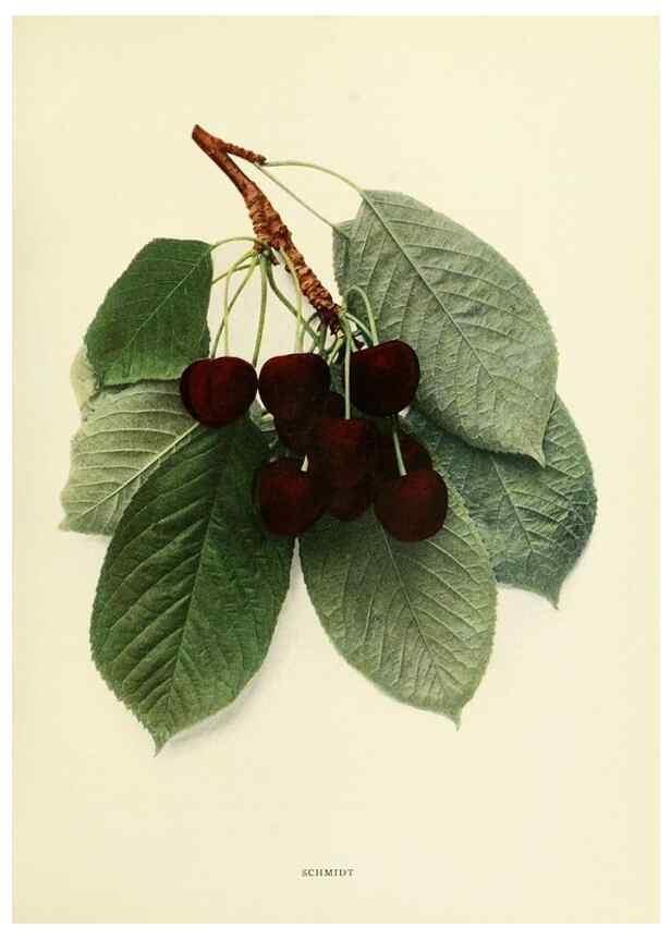 Reproducción/Reproduction 29755120221: The cherries of New York,. Albany,J. B. Lyon company, state printers,1915.
