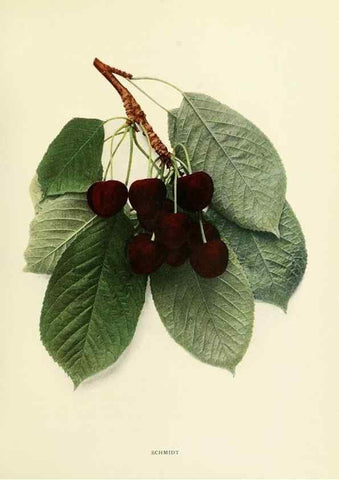 Reproducción/Reproduction 29755120221: The cherries of New York,. Albany,J. B. Lyon company, state printers,1915.