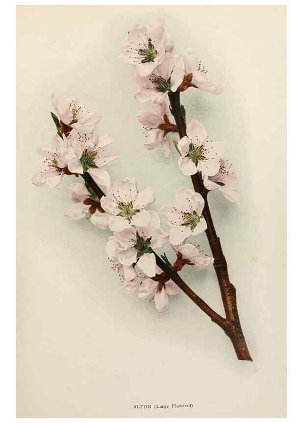 Reproducción/Reproduction 29725171302: The peaches of New York,. Albany,J. B. Lyon Company, printers,1917.