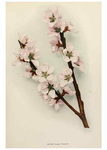 Reproducción/Reproduction 29725171302: The peaches of New York,. Albany,J. B. Lyon Company, printers,1917.