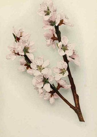 Reproducción/Reproduction 29725171302: The peaches of New York,. Albany,J. B. Lyon Company, printers,1917.