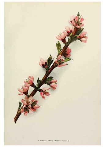 Reproducción/Reproduction 29545526520: The peaches of New York,. Albany,J. B. Lyon Company, printers,1917.
