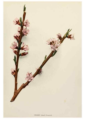 Reproducción/Reproduction 29725190382: The peaches of New York,. Albany,J. B. Lyon Company, printers,1917.
