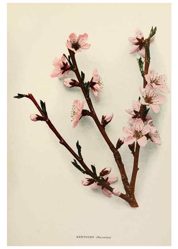 Reproducción/Reproduction 29725197372: The peaches of New York,. Albany,J. B. Lyon Company, printers,1917.