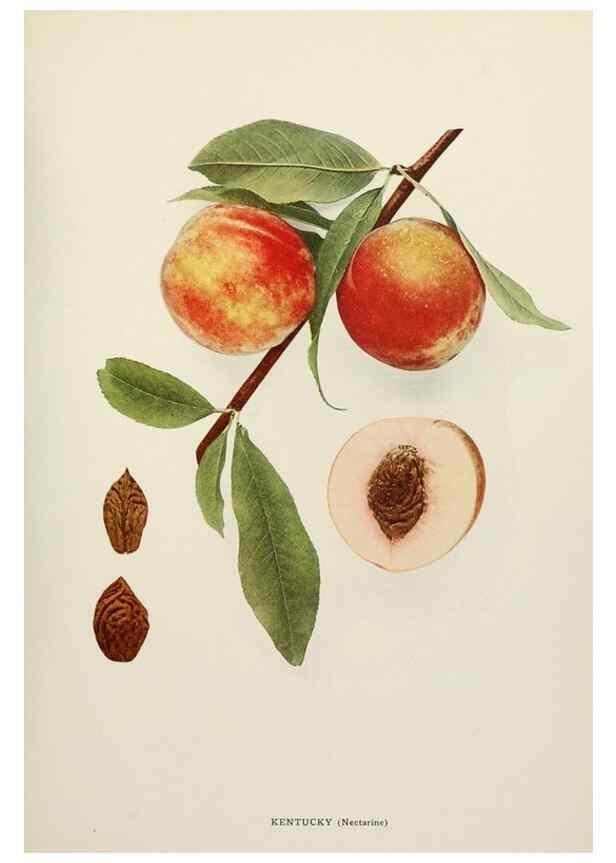 Reproducción/Reproduction 29211063444: The peaches of New York,. Albany,J. B. Lyon Company, printers,1917.