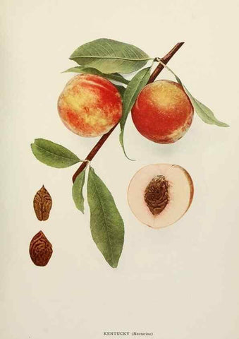 Reproducción/Reproduction 29211063444: The peaches of New York,. Albany,J. B. Lyon Company, printers,1917.