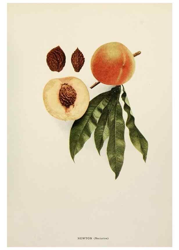 Reproducción/Reproduction 29212238353: The peaches of New York,. Albany,J. B. Lyon Company, printers,1917.