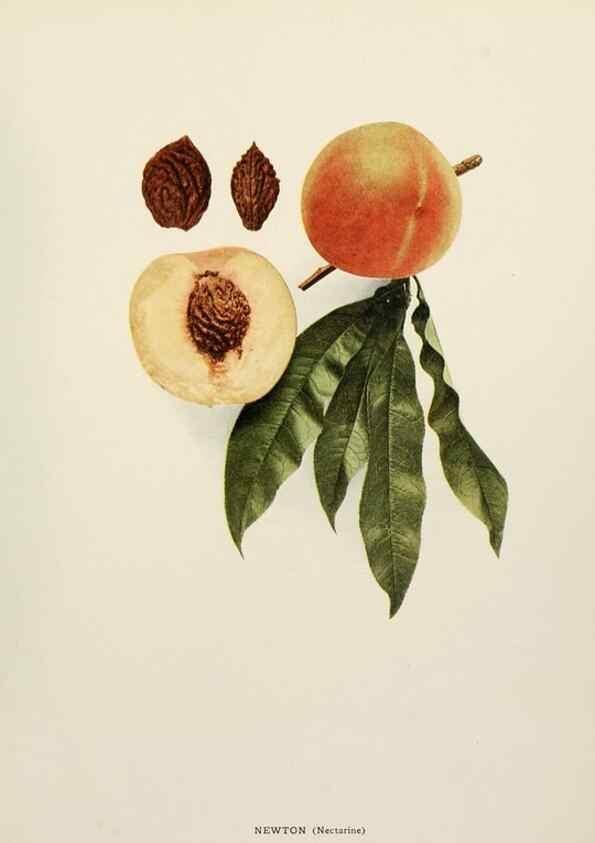 Reproducción/Reproduction 29212238353: The peaches of New York,. Albany,J. B. Lyon Company, printers,1917.