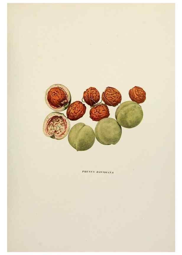 Reproducción/Reproduction 29211072114: The peaches of New York,. Albany,J. B. Lyon Company, printers,1917.