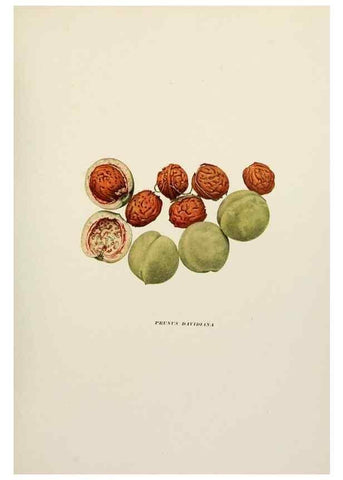 Reproducción/Reproduction 29211072114: The peaches of New York,. Albany,J. B. Lyon Company, printers,1917.