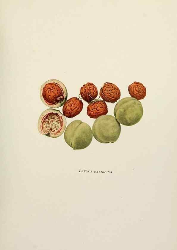 Reproducción/Reproduction 29211072114: The peaches of New York,. Albany,J. B. Lyon Company, printers,1917.