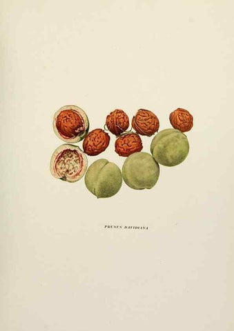Reproducción/Reproduction 29211072114: The peaches of New York,. Albany,J. B. Lyon Company, printers,1917.