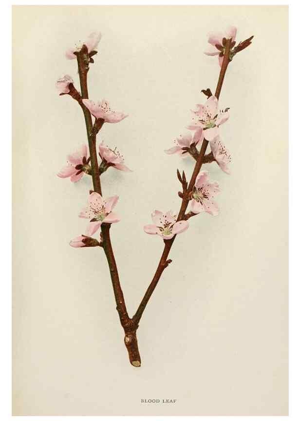 Reproducción/Reproduction 29545521580: The peaches of New York,. Albany,J. B. Lyon Company, printers,1917.