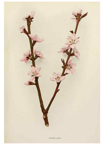 Reproducción/Reproduction 29545521580: The peaches of New York,. Albany,J. B. Lyon Company, printers,1917.