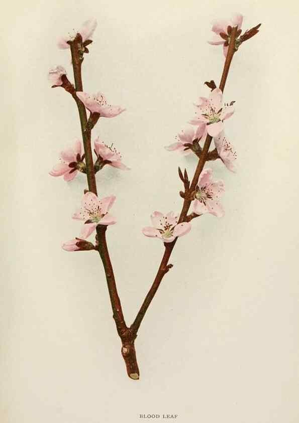 Reproducción/Reproduction 29545521580: The peaches of New York,. Albany,J. B. Lyon Company, printers,1917.