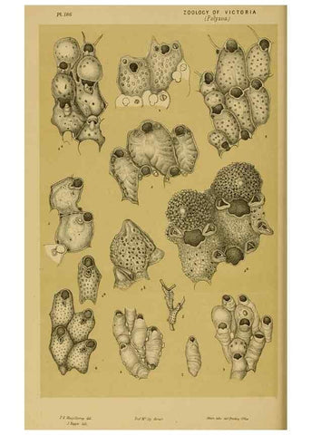 Reproducción/Reproduction 29472925851: Natural history of Victoria.. Melbourne,J.Ferres, government printer;1885-90.
