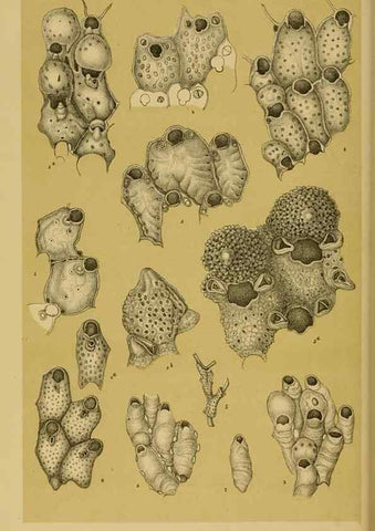 Reproducción/Reproduction 29472925851: Natural history of Victoria.. Melbourne,J.Ferres, government printer;1885-90.