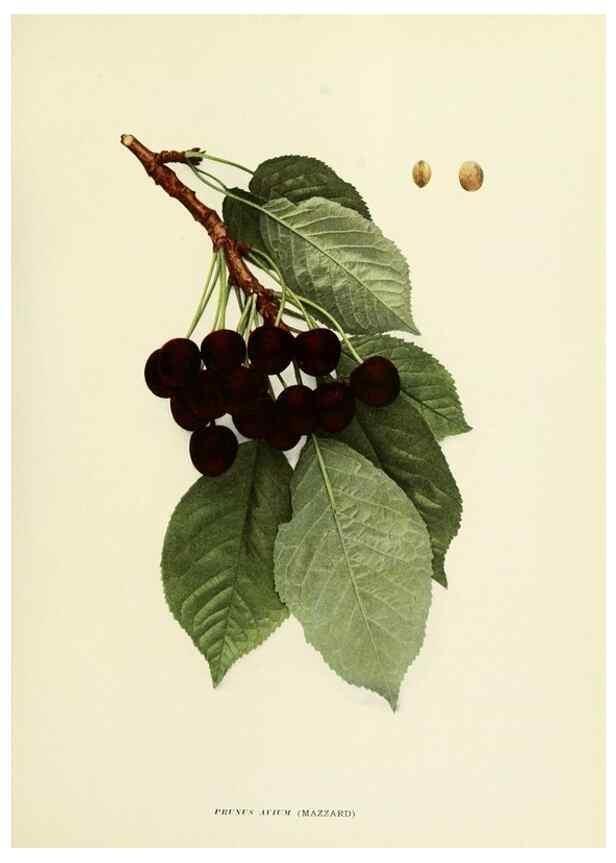 Reproducción/Reproduction 29211611183: The cherries of New York,. Albany,J. B. Lyon company, state printers,1915.