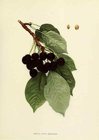 Reproducción/Reproduction 29211611183: The cherries of New York,. Albany,J. B. Lyon company, state printers,1915.