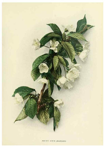 Reproducción/Reproduction 29724580352: The cherries of New York,. Albany,J. B. Lyon company, state printers,1915.