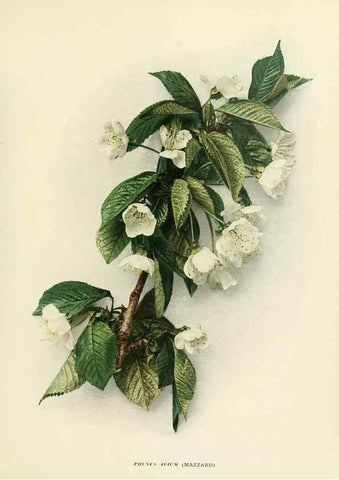 Reproducción/Reproduction 29724580352: The cherries of New York,. Albany,J. B. Lyon company, state printers,1915.