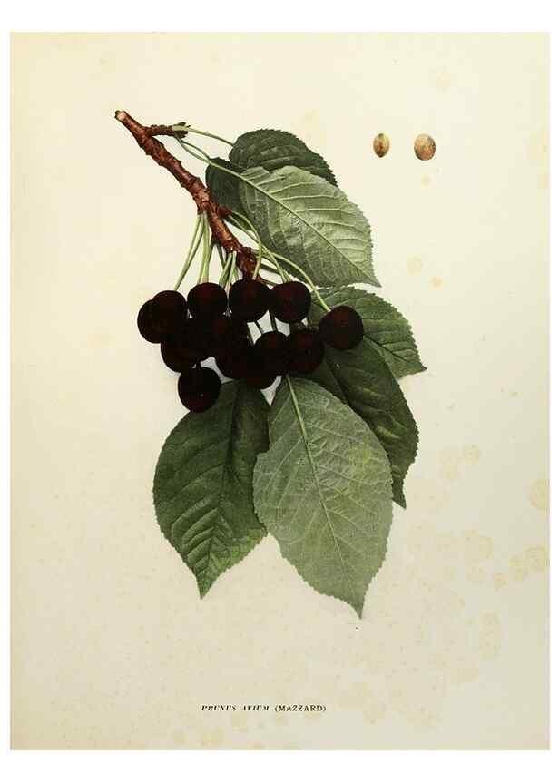 Reproducción/Reproduction 29544240560: The cherries of New York,. Albany,J. B. Lyon company, state printers,1915.