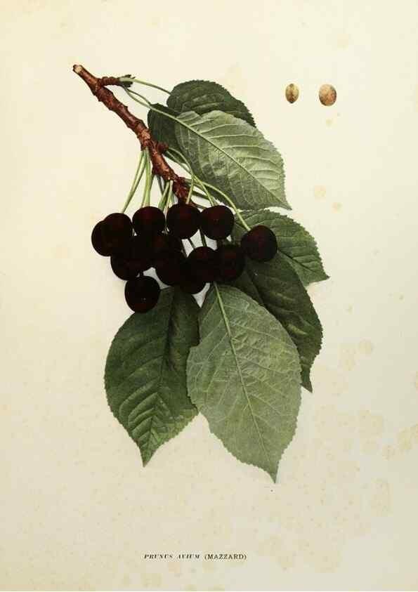 Reproducción/Reproduction 29544240560: The cherries of New York,. Albany,J. B. Lyon company, state printers,1915.