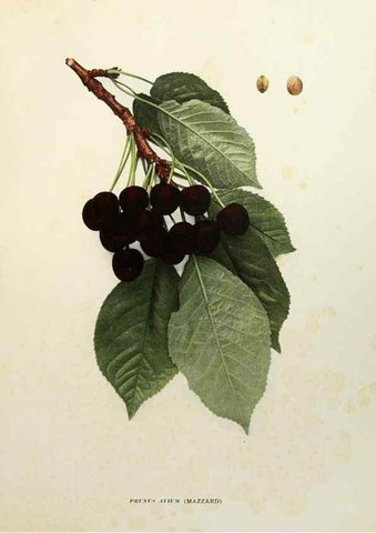 Reproducción/Reproduction 29544240560: The cherries of New York,. Albany,J. B. Lyon company, state printers,1915.