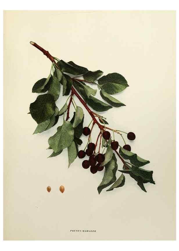 Reproducción/Reproduction 29544242430: The cherries of New York,. Albany,J. B. Lyon company, state printers,1915.