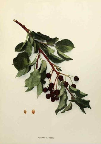 Reproducción/Reproduction 29544242430: The cherries of New York,. Albany,J. B. Lyon company, state printers,1915.