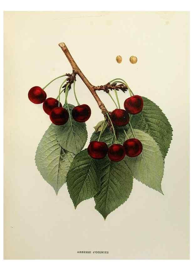 Reproducción/Reproduction 29544244700: The cherries of New York,. Albany,J. B. Lyon company, state printers,1915.