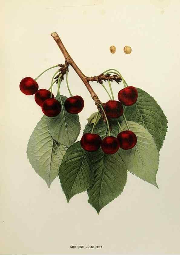 Reproducción/Reproduction 29544244700: The cherries of New York,. Albany,J. B. Lyon company, state printers,1915.