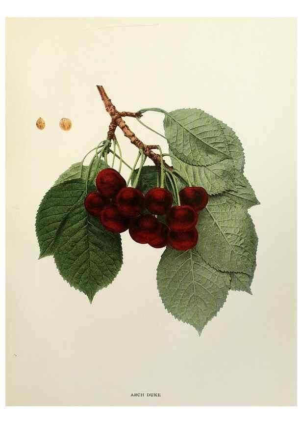 Reproducción/Reproduction 29544246560: The cherries of New York,. Albany,J. B. Lyon company, state printers,1915.