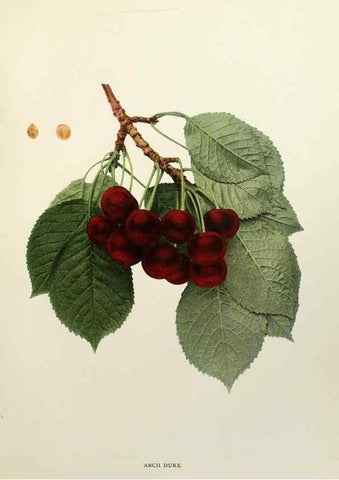 Reproducción/Reproduction 29544246560: The cherries of New York,. Albany,J. B. Lyon company, state printers,1915.