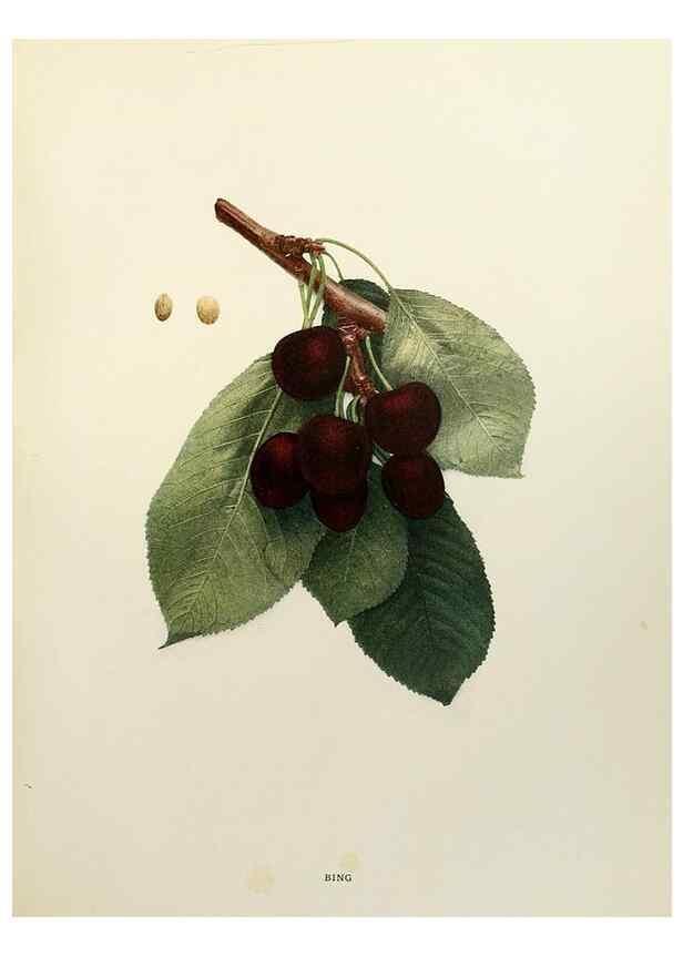 Reproducción/Reproduction 29544249140: The cherries of New York,. Albany,J. B. Lyon company, state printers,1915.