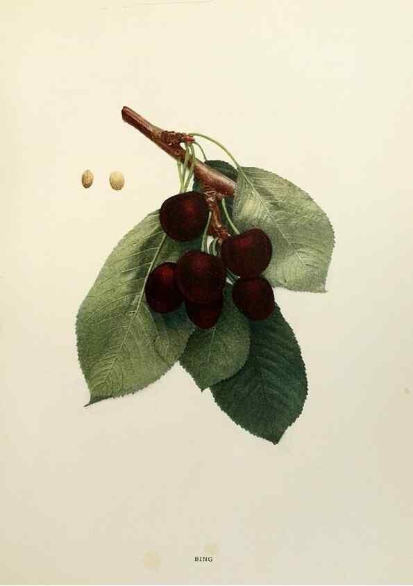Reproducción/Reproduction 29544249140: The cherries of New York,. Albany,J. B. Lyon company, state printers,1915.